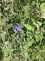 Campanule agglomre - Campanula glomerata